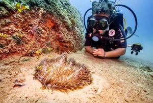 Vieraile Chamin saarilla & snorklausta & sukellusta varten