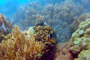 Vieraile Chamin saarilla & snorklausta & sukellusta varten