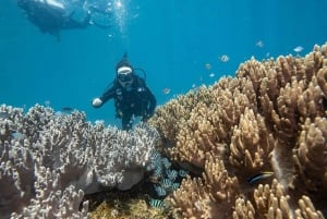 Vieraile Chamin saarilla & snorklausta & sukellusta varten