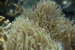 Vieraile Chamin saarilla & snorklausta & sukellusta varten