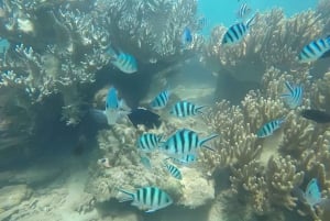 Vieraile Chamin saarilla & snorklausta & sukellusta varten