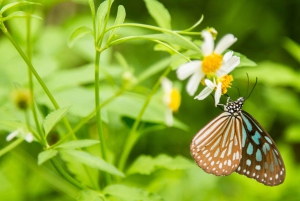 Visit Cuc Phuong National Park: Day Trip From Ha Noi