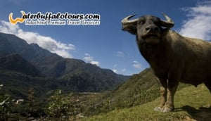 Water Buffalo Tours
