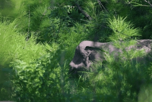 Utforsk Don Village og Yok Don nasjonalpark