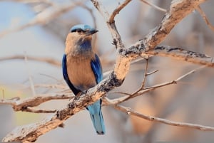 Utforsk Don Village og Yok Don nasjonalpark