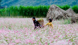 The Buckwheat Flower Festival in Ha Giang Province