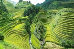 Sapa Rice Fields
