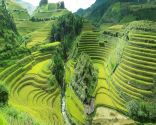 Rice Terrace Fields