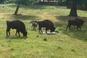 Warsaw: Bialowieza National Park and European Bison Tour