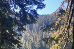 Поход к альпийским озерам в национальном лесу Гиффорд-Пинчот