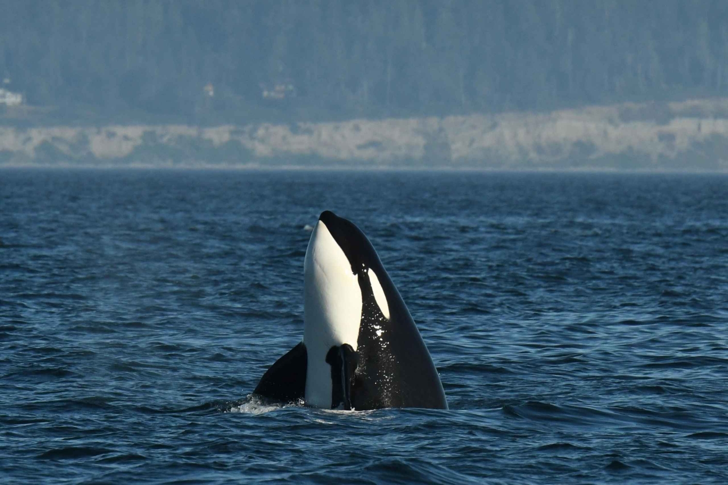 Anacortes: Excursión de un día entero por las ballenas y la fauna salvaje; parada en Friday Harbor