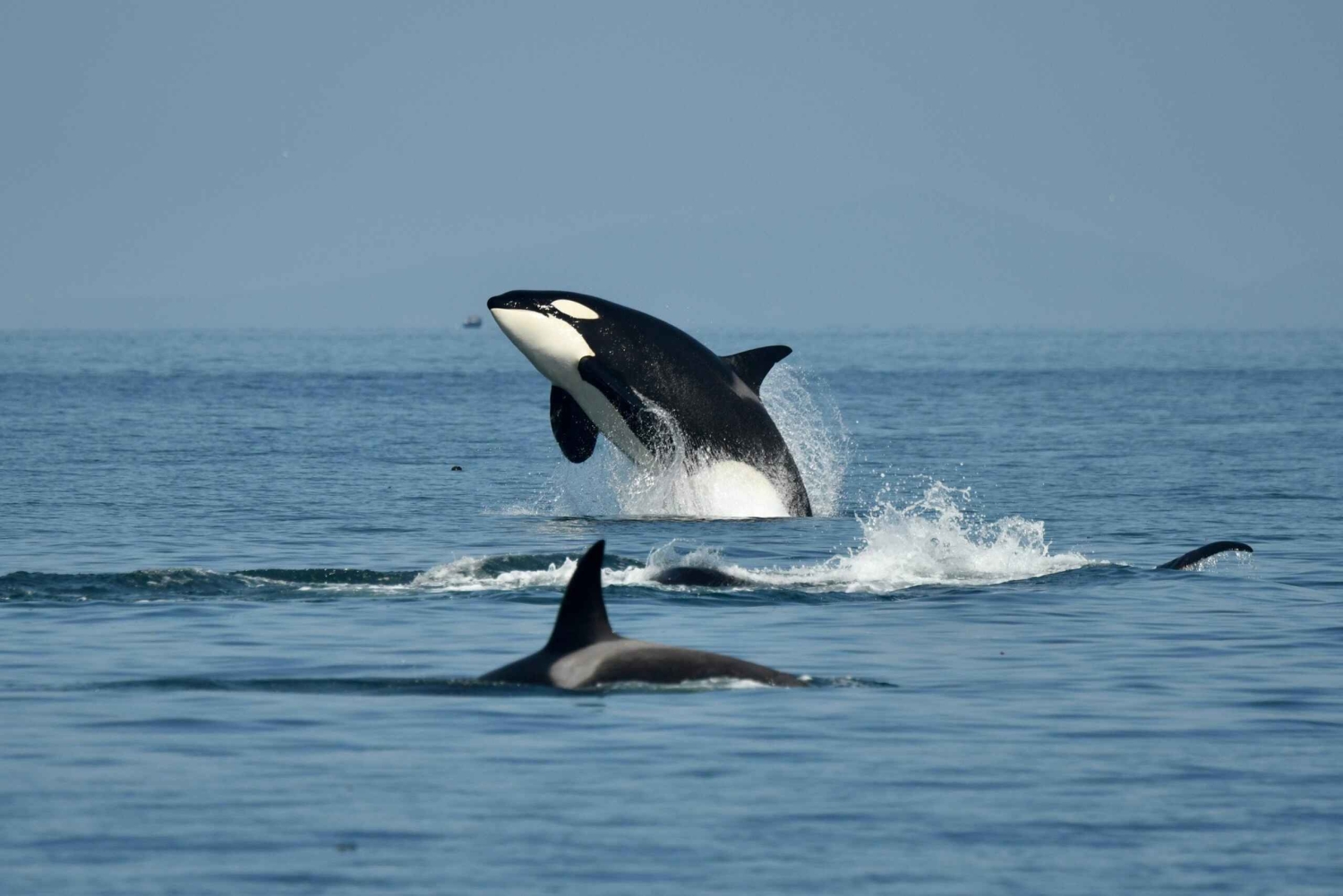 Anacortes: Excursión de un día entero por las ballenas y la fauna salvaje; parada en Friday Harbor