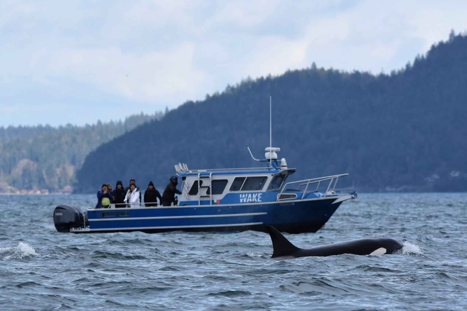 Anacortes: Excursión de un día entero por las ballenas y la fauna salvaje; parada en Friday Harbor