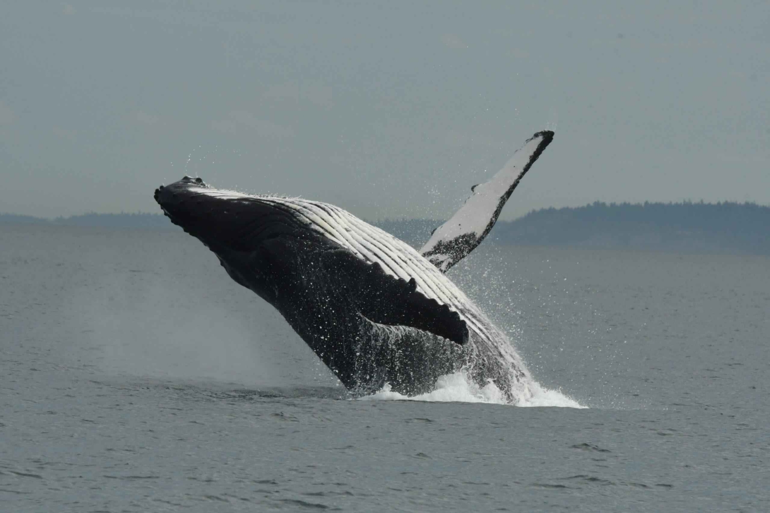 Anacortes: Excursión de un día entero por las ballenas y la fauna salvaje; parada en Friday Harbor