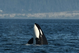 Anacortes: Excursión de un día entero por las ballenas y la fauna salvaje; parada en Friday Harbor