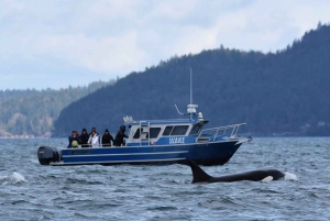 Anacortes: Excursión de un día entero por las ballenas y la fauna salvaje; parada en Friday Harbor