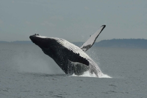 Anacortes: Excursión de un día entero por las ballenas y la fauna salvaje; parada en Friday Harbor