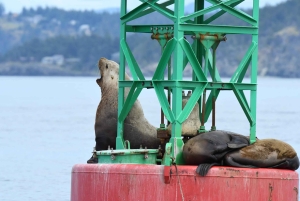 Anacortes: Excursión de un día entero por las ballenas y la fauna salvaje; parada en Friday Harbor