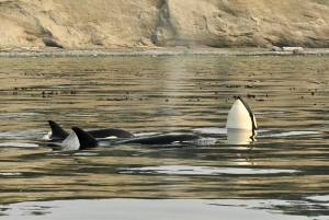 Anacortes: Excursión de un día entero por las ballenas y la fauna salvaje; parada en Friday Harbor