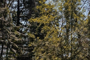 Bainbridge Island Discovery og vintur