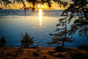 Bioluminescens-padletur om natten