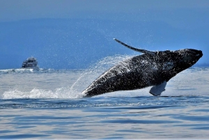 British Columbia: Hvalsafari økoeventyrtur