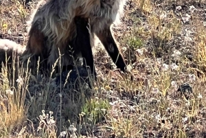 Excursão de acampamento de 7 dias pelos parques nacionais do Canadá saindo de Seattle