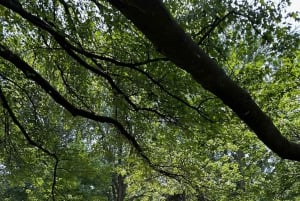 DC: Hop-on Hop-off, Arlington Walking Tour, and Night Tour