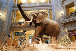 DC:n museot ja eläintarhat -kävelykierros 3 päivän retki New Yorkista