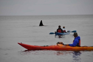 Eastsound: Opastettu Sucia Island -kajakkiretki ja päiväretki