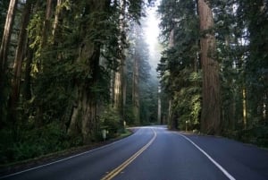 Da Portland: Tour della costa dell'Oregon