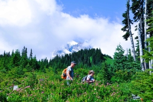 De Seattle: Visita personalizada ao Monte Rainier