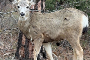 Fra Seattle/Kirkland/Bellevue: Leavenworth eksklusiv tur