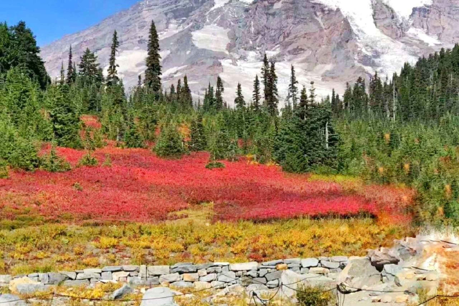 Da Seattle: tour di 1 giorno al Parco Nazionale del Monte Rainier