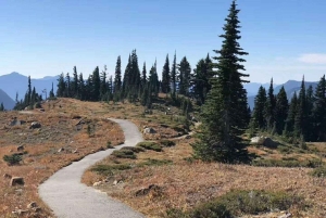Da Seattle: tour di 1 giorno al Parco Nazionale del Monte Rainier