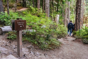 Fra Seattle: Guidet tur til Mount Rainier National Park