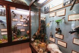 Fra Seattle: Guidet tur til Mount Rainier National Park