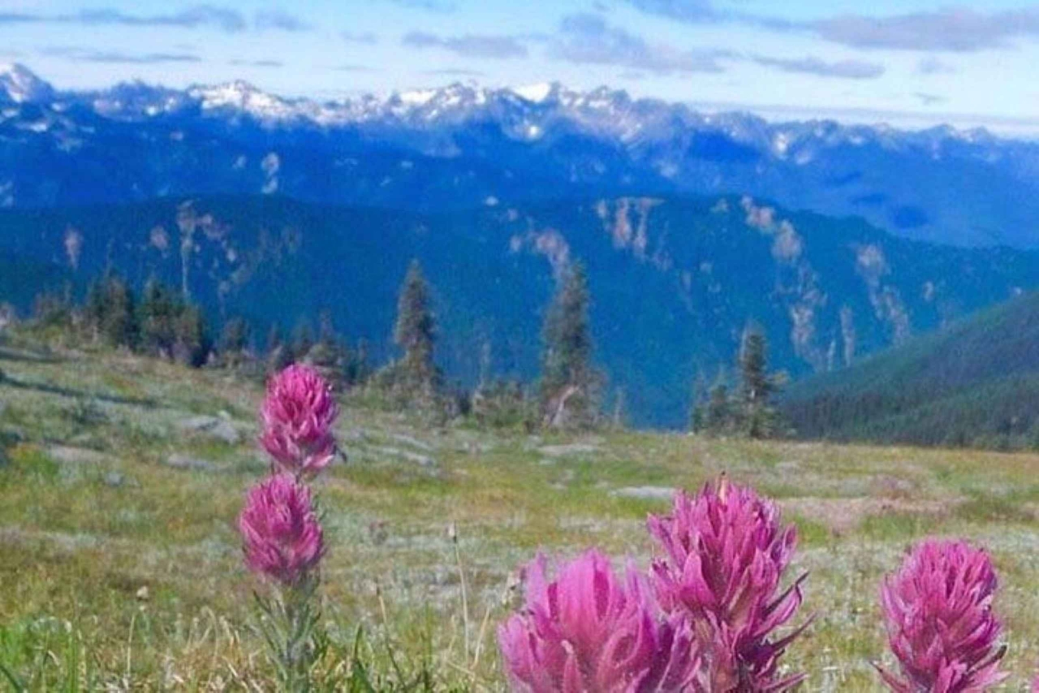 シアトル発：オリンピック国立公園 1 日ツアー