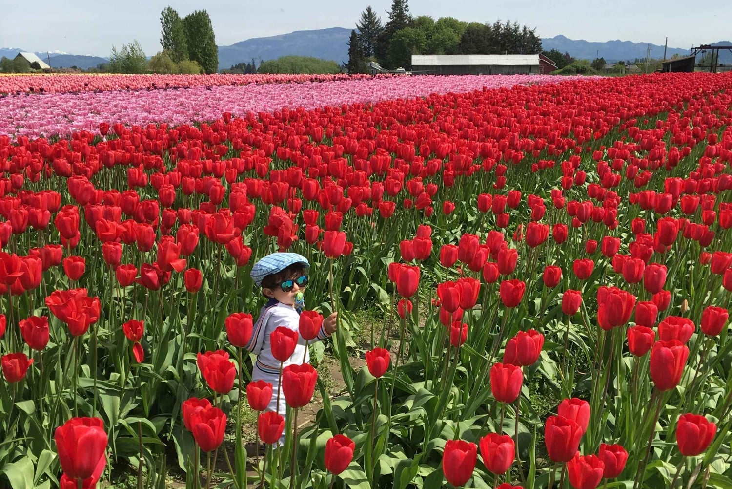 Aus Seattle: Tour zum Skagit Valley Tulip Festival