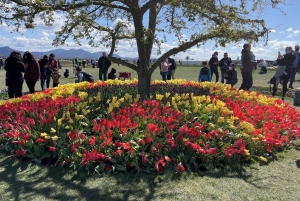 Aus Seattle: Tour zum Skagit Valley Tulip Festival
