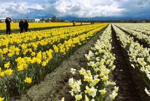 Aus Seattle: Tour zum Skagit Valley Tulip Festival