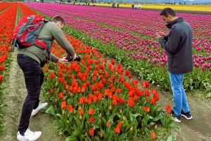 Aus Seattle: Tour zum Skagit Valley Tulip Festival