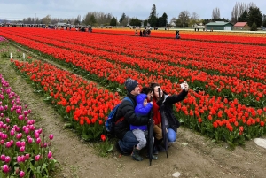 Aus Seattle: Tour zum Skagit Valley Tulip Festival