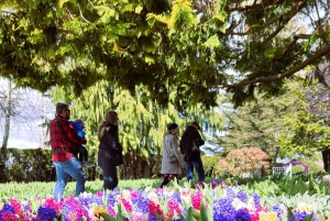 Aus Seattle: Tour zum Skagit Valley Tulip Festival
