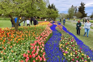 Aus Seattle: Tour zum Skagit Valley Tulip Festival