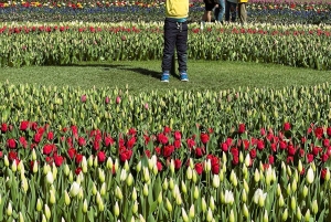Aus Seattle: Tour zum Skagit Valley Tulip Festival