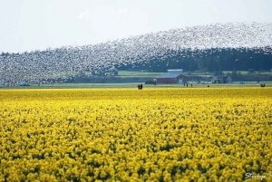 Из Сиэтла: Фестиваль тюльпанов в долине Скагит и Ла-Коннер