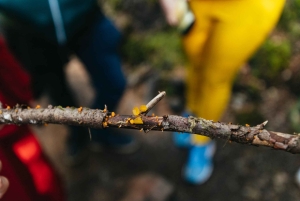 Fra Seattle: Besøk Snoqualmie Falls og gå tur til Twin Falls
