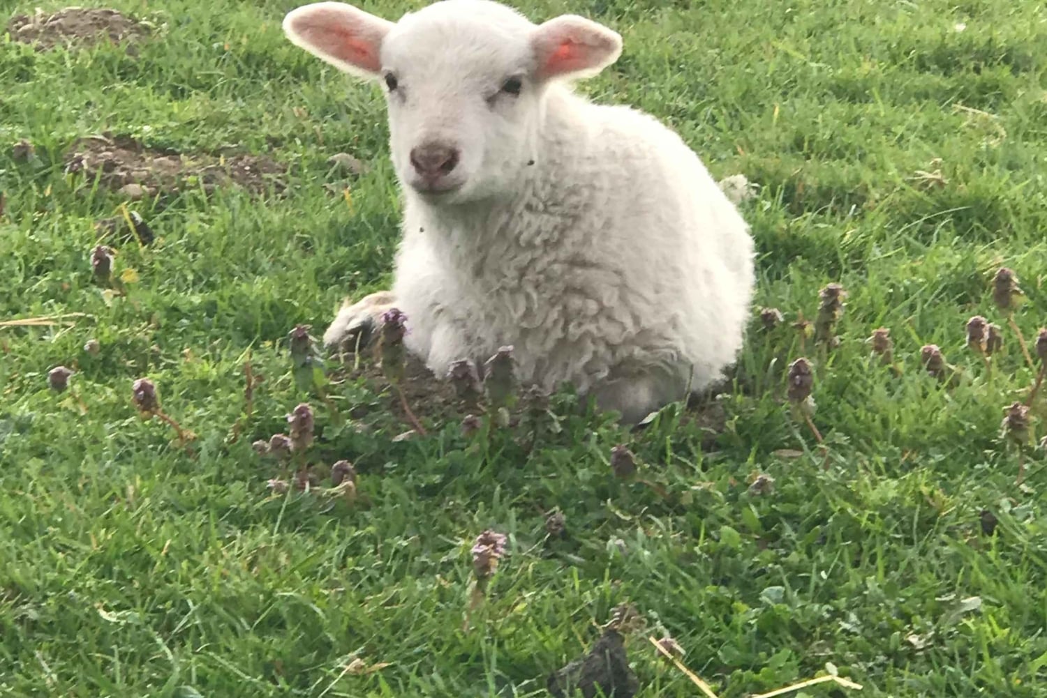 Graham: Faithful Hands -maatilakierros