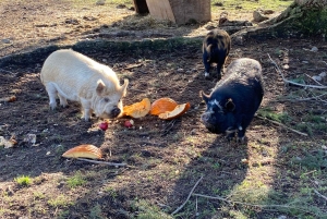 Graham: Faithful Hands -maatilakierros